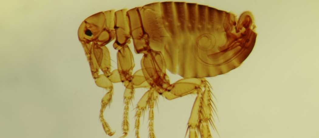 Sc. 1-33 Pulex iritans maschio Sc. 1-33 Pulex iritans maschio